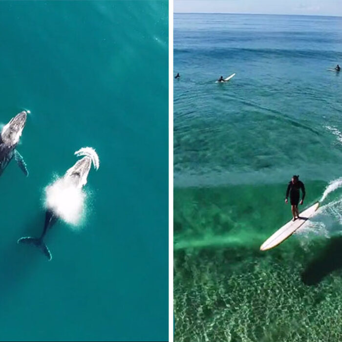 Waves and whales. Everything is right with the world.