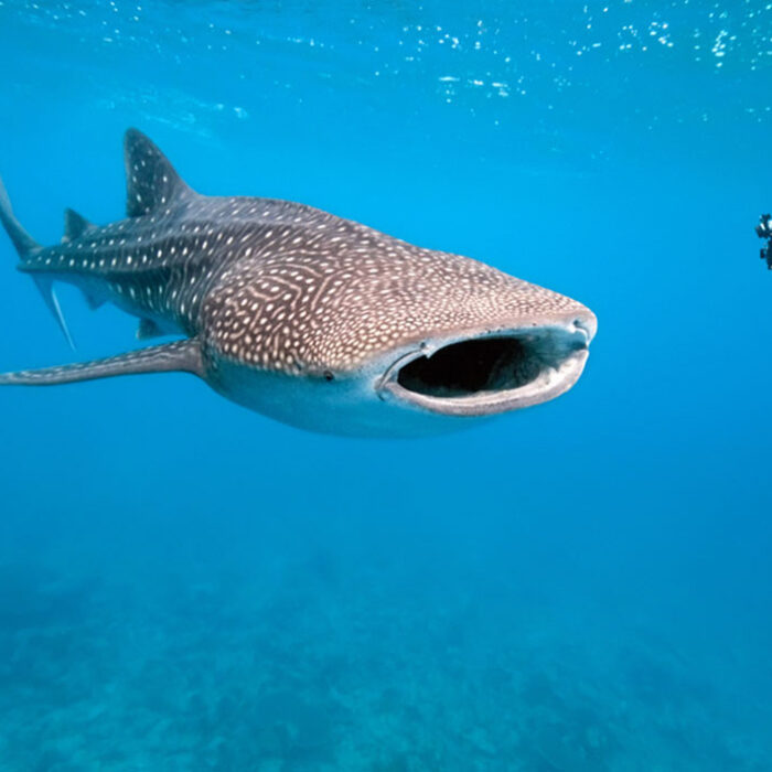 The whale shark is the newest species on the endangered list. But will we do anything to fix the problem? Photo: Shutterstock