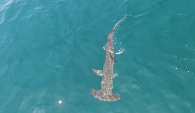 Surfers aren't the only ones who've been basking in this summer's warm water temperatures off SoCal. Photo: Newport Coastal Adventure