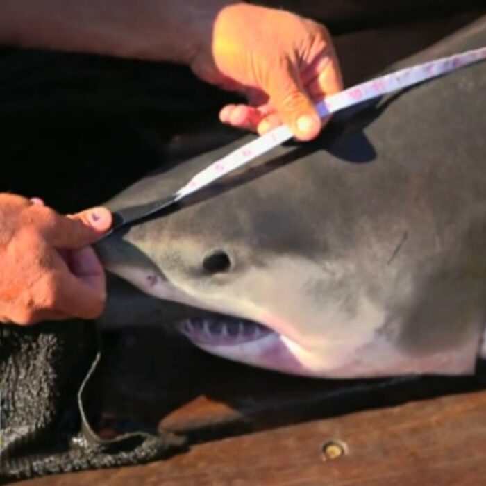 One of the juvenile great whites caught in the waters off southern Long Island. Photo: ABC 7
