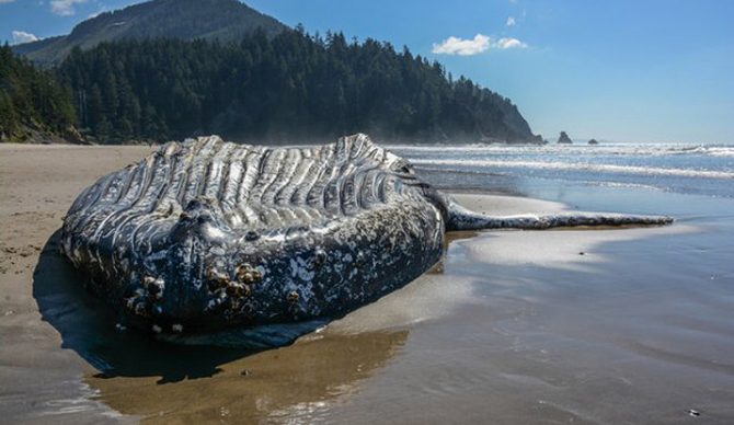 Tiffany Booth / Seaside Aquarium