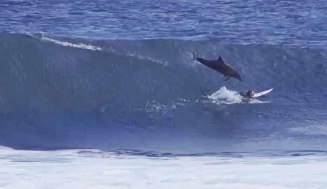 dolphin, flying dolphin, western australia, dolphin surfing