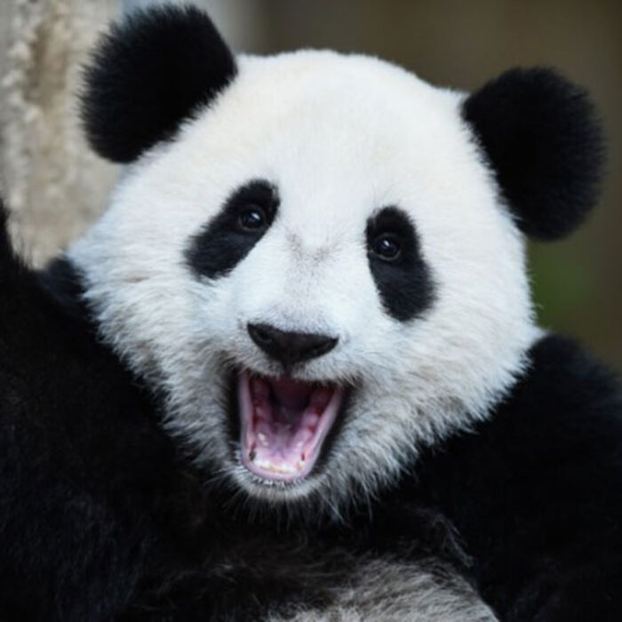Celebrate, panda! Photo: CNN