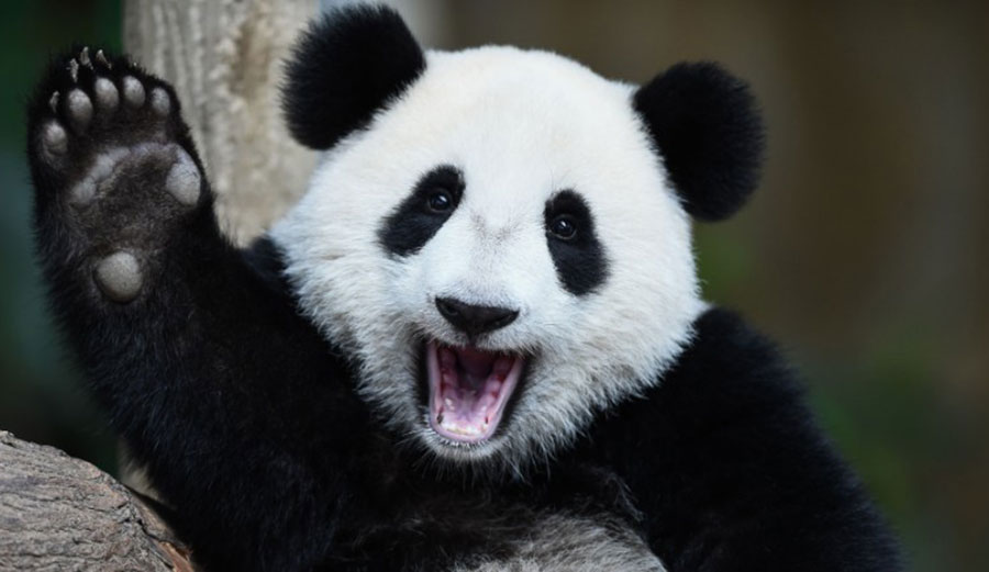 Celebrate, panda! Photo: CNN