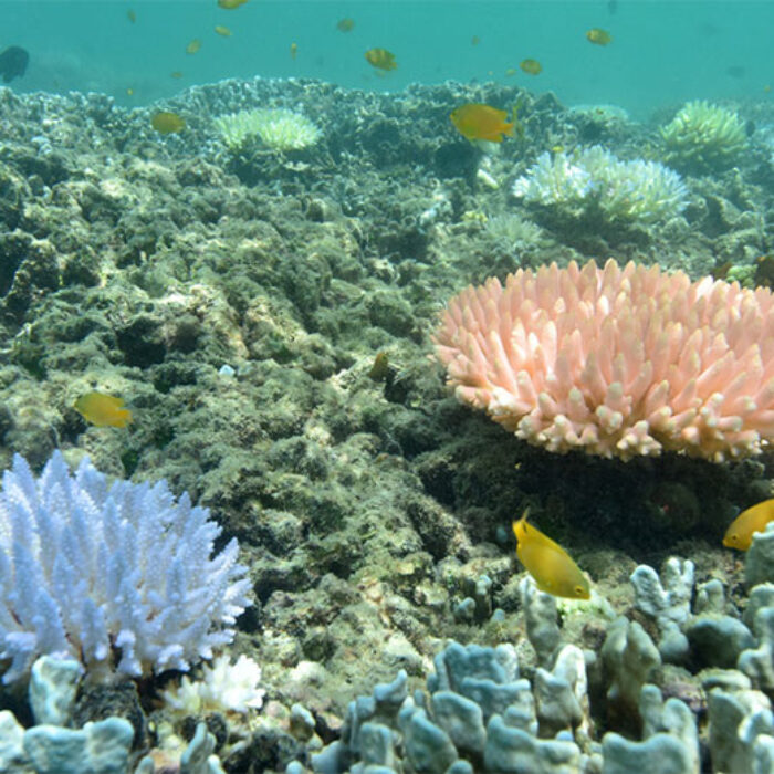 Some healthy corals display such vivid blues and other colors naturally, not during a bleaching event. But these corals are rare. What we are seeing on reefs in northern Queensland is certainly bleaching. Photo: Justin Marshall/coralwatch.org
