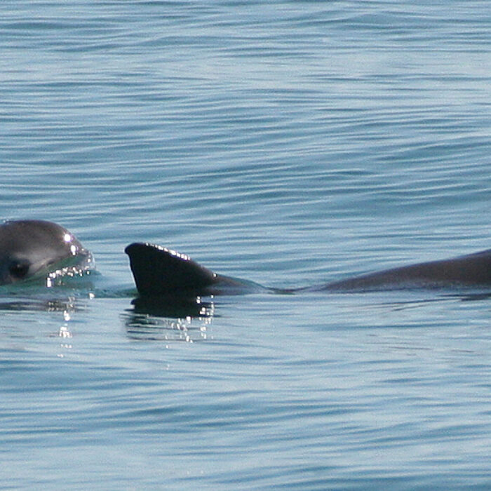 Keep the vaquitas...on earth. Photo: Wikipedia/Paula Olson, NOAA