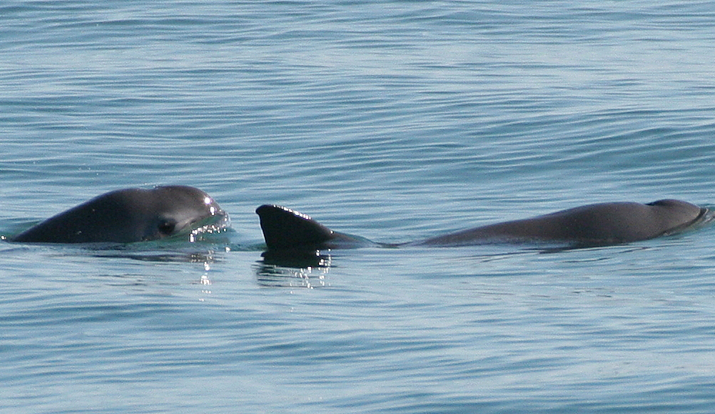 Keep the vaquitas...on earth. Photo: Wikipedia/Paula Olson, NOAA