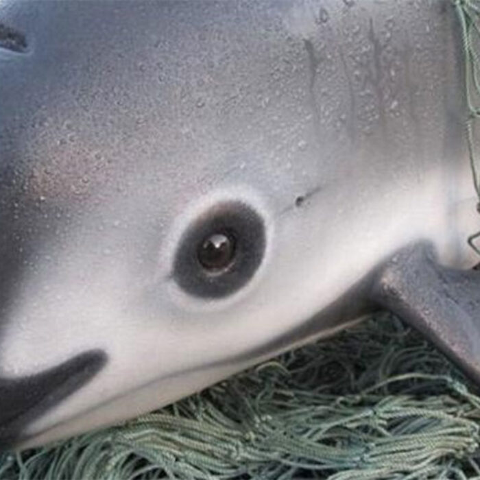 The vaquita porpoise is on the brink of extinction.