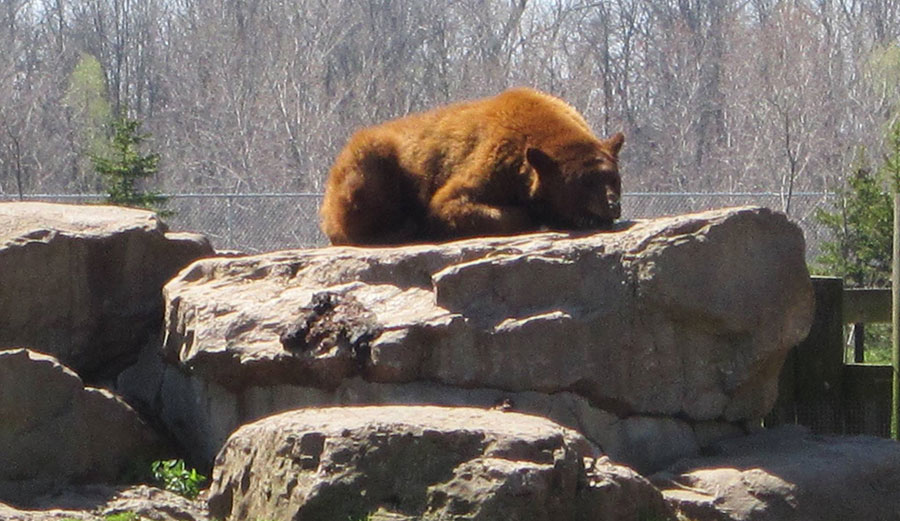 Everyone loves Maaaaarriiiiinelaaand.... except the animals, apparently.