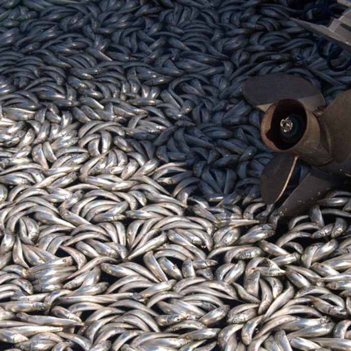 A massive fish die-off occurred in Redondo Beach, California in 2011 caused by oxygen-starved fish. seadigs/flickr, CC BY-NC