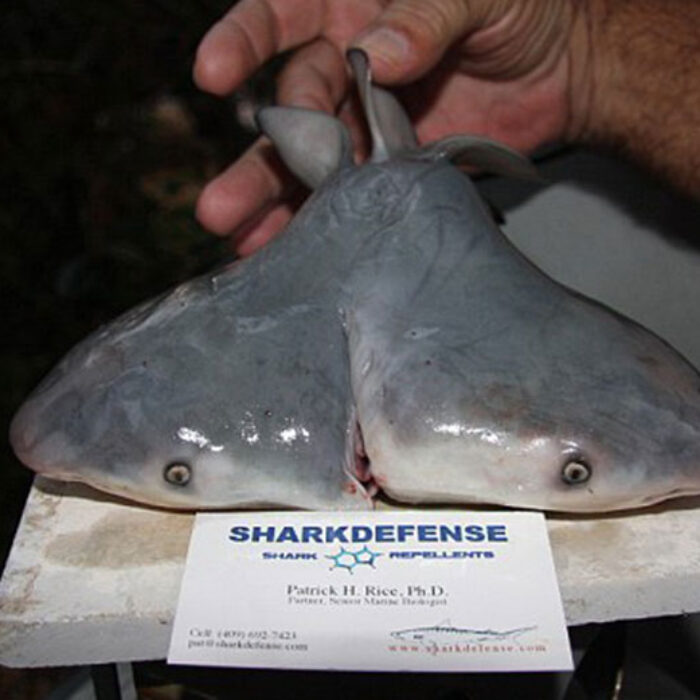 Two-headed sharks are on the rise, and researchers have no idea why.