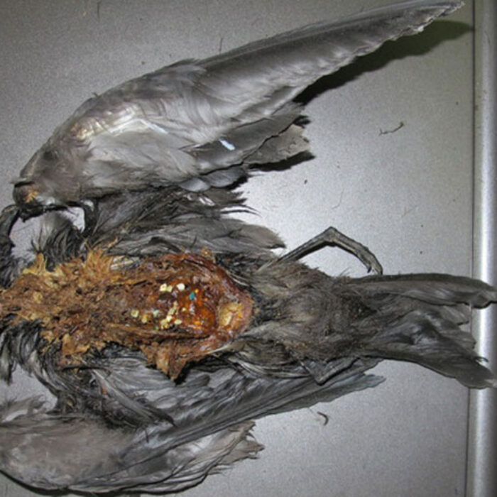 Many tube-nosed seabirds, like this Tristram’s storm petrel (Oceanodroma tristrami), eat plastic particles at sea because they mistake them for food. Sarah Youngren, Hawaii Pacific University/USFWS, Author provided