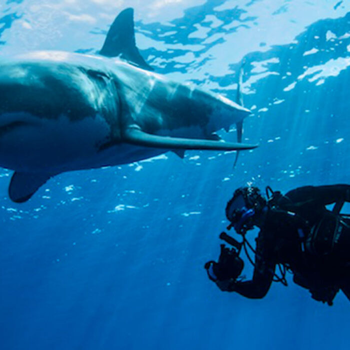More sharks is a good thing, not a bad one. Image: Wikimedia Commons