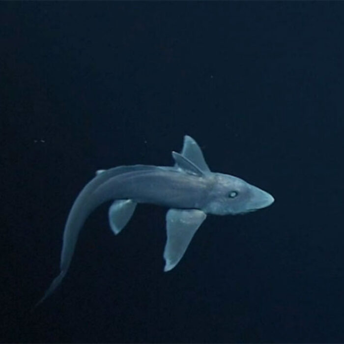 Although scientists have known about the pointy-nosed blue chimera for ages, it is still interesting to see one alive in its home deep beneath the sea.