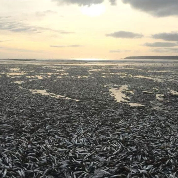 Tens of thousands of dead fish washed up on a Cornish Beach. Photo:The Sun/Caters News Agency