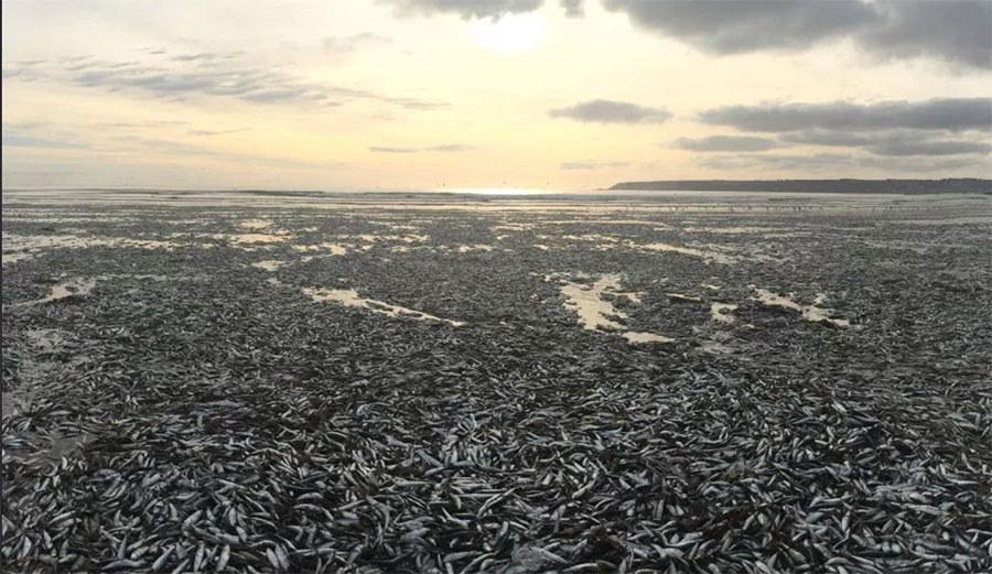 Tens of thousands of dead fish washed up on a Cornish Beach. Photo:<a href="https://www.thesun.co.uk/">The Sun</a>/Caters News Agency