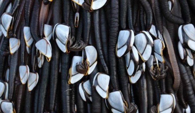 Experts are "almost positive" the object is a piece of driftwood covered in seaweed and Gooseneck barnacles. Photo: Melissa Doubleday/ Facebook 