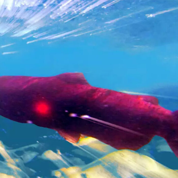 Salmon are one of the earth's most incredible creatures.