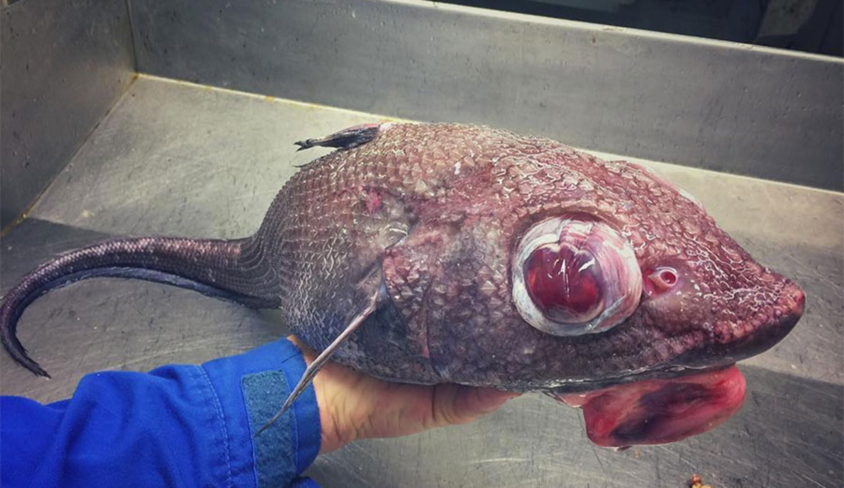 A Russian fisherman named Roman Fedortsov knows first hand just how weird some of those creatures can be.