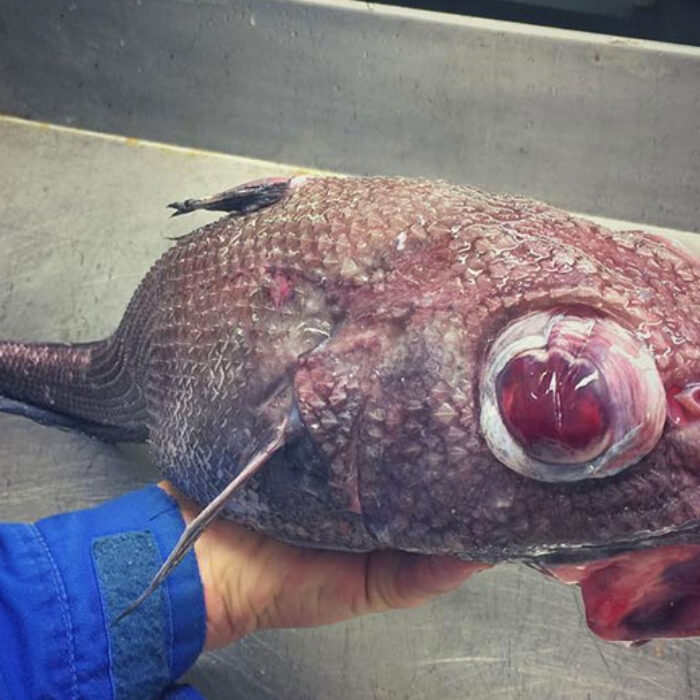 A Russian fisherman named Roman Fedortsov knows first hand just how weird some of those creatures can be.