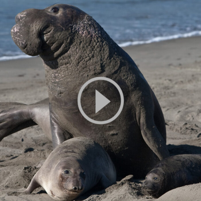 Elephant Seals Mating