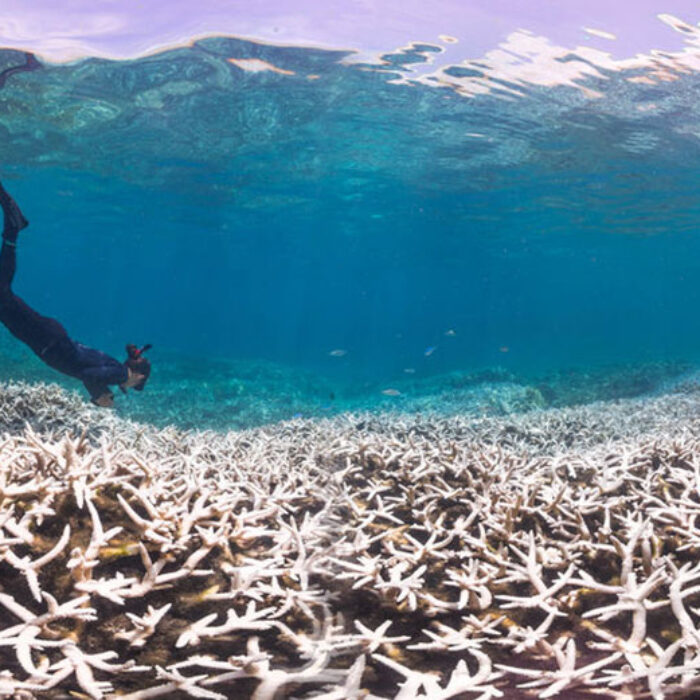 A coral reef after a bleaching event. Photo: PopSci