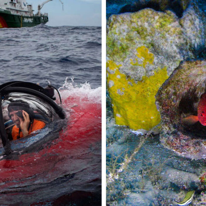 The first ever images of a newly discovered coral reef.