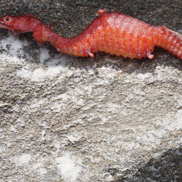 Up until now, though, one creature's existence was little more than a rumor. It's the ruby seadragon.
