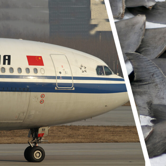 Shark fin ban air china