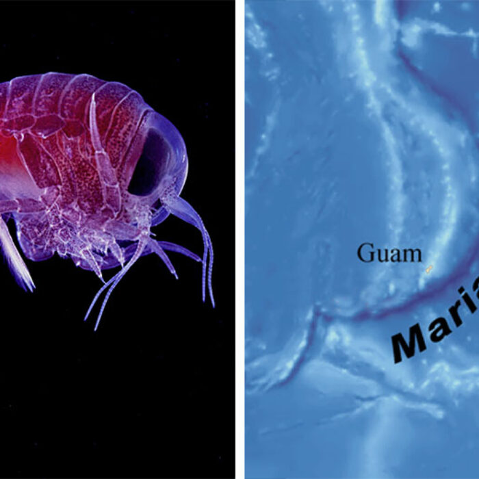 Amphipod crustaceans found in the Mariana Trench–the deepest part of the world's oceans–have been found to have been affected by harmful industrial chemicals.