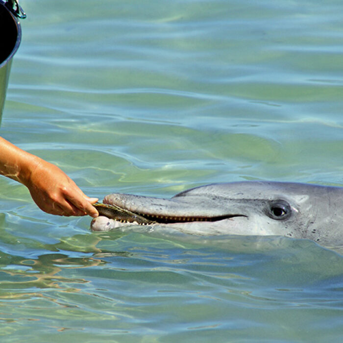 Gotta make sure we're treatin' these dolphins right. Dolphins are nice. Photo: Andy Tootell