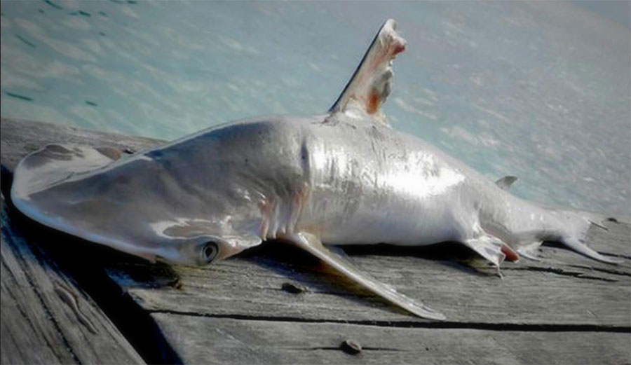 The new species is thought to be part of the hammerhead family, for obvious reasons. Photo: Belize Fisheries Dept.