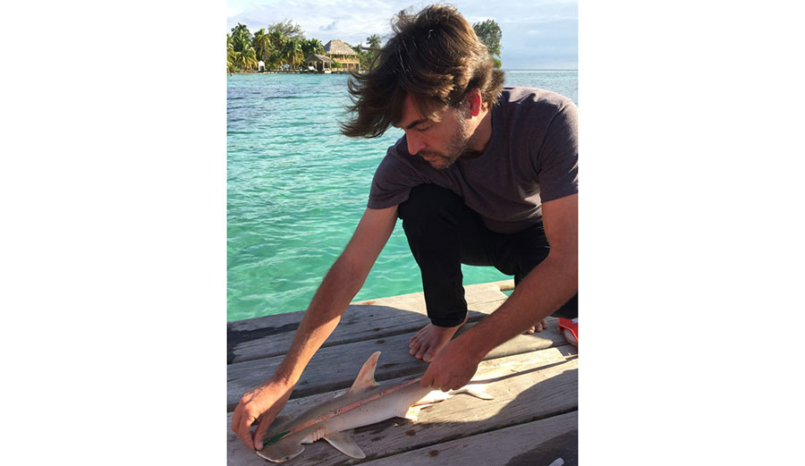 Demian Chapman examines a specimen of what is believed to be an unidentified species of hammerhead shark. Photo: FIU