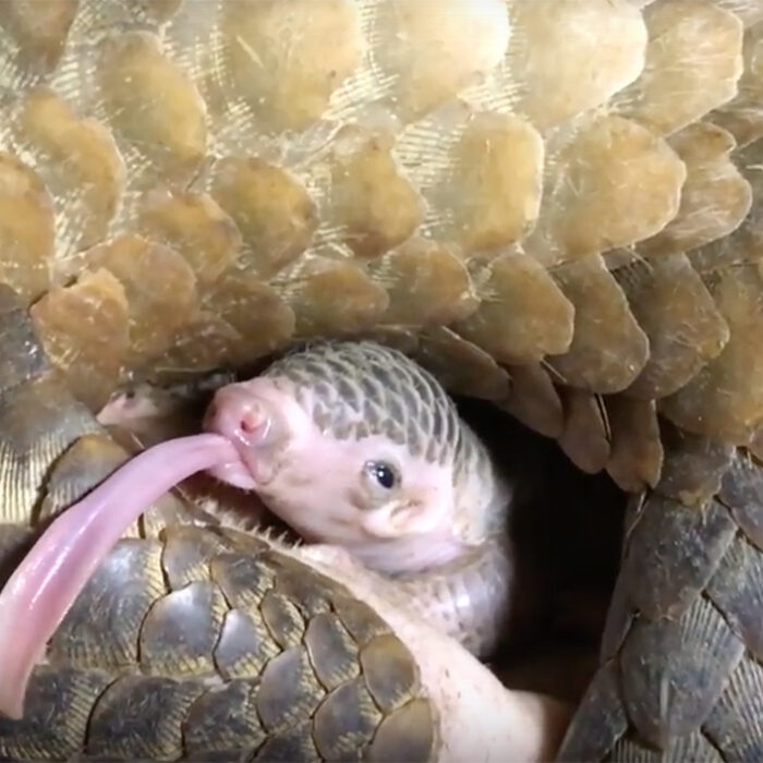 The pangolin is the world's most trafficked animal.