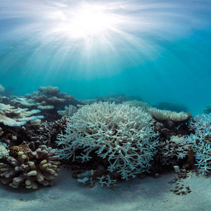 A bleached coral reef in the Maldives. Photo: The Ocean Agency/XL Catlin Seaview Survey