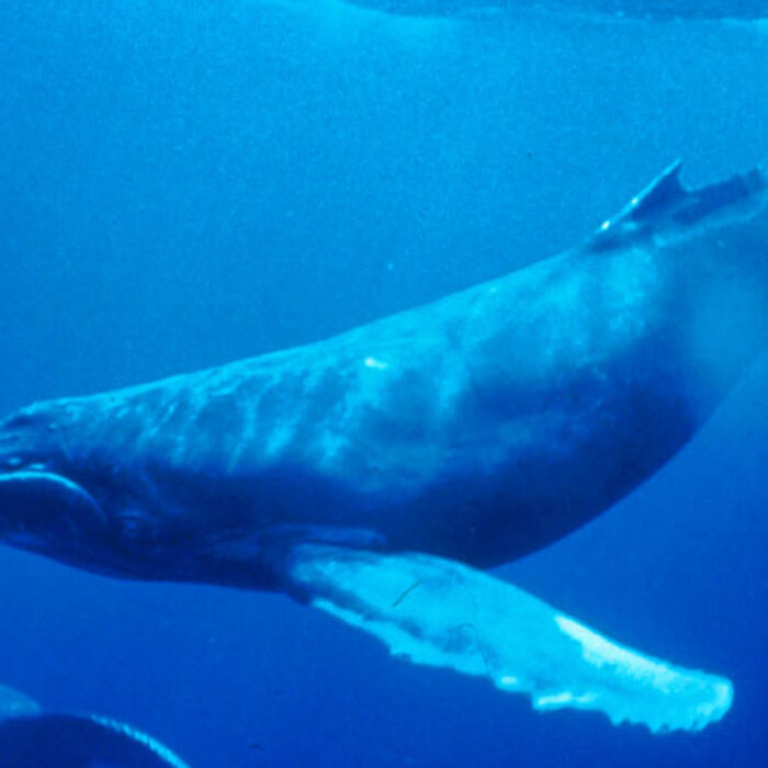 Humpback whales are listed as endangered by the World Wildlife Federation. A new report warns that half of all species may be extinct by the end of the century. Photo: Wikimedia Commons