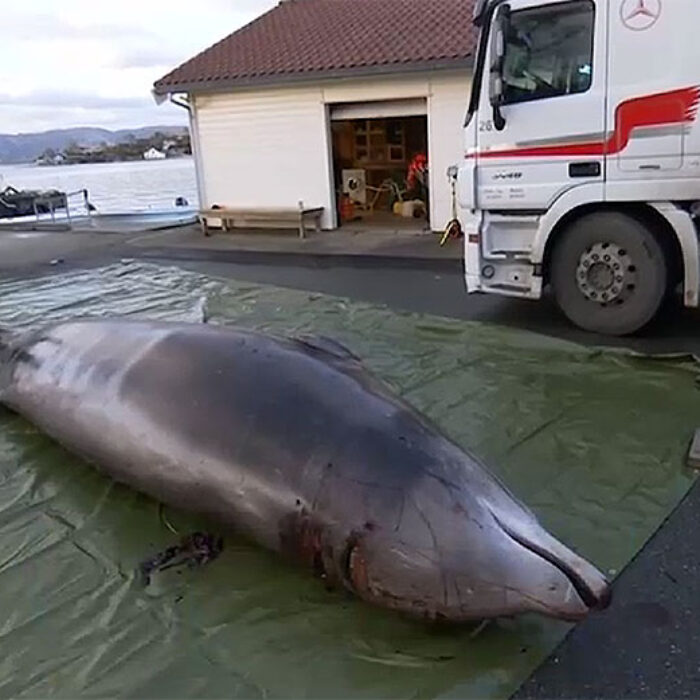 Wardens had to put down a cuvier's beaked whale in Norway because it was full of plastic garbage. Image: University of Bergen