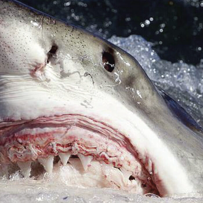 Great White Shark