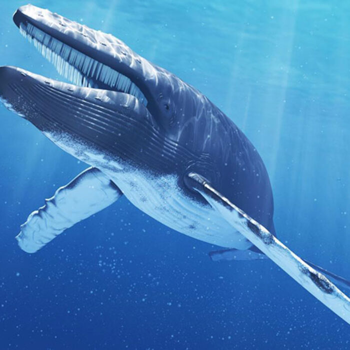 Every day should be world wildlife day. Photo: Reference.com