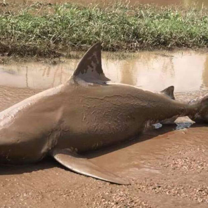 Bull shark in Queensland.