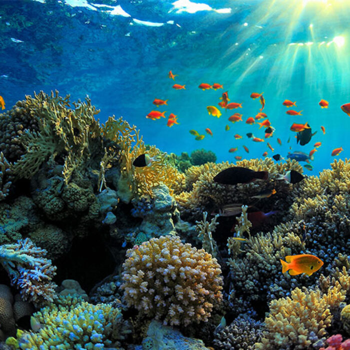 It's pretty, isn't it? Not for long. Photo: iStock