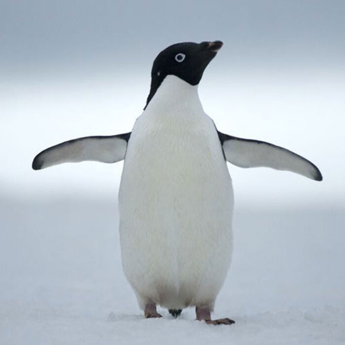 Who wants a hug? Photo: Nat Geo