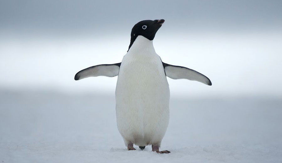 Who wants a hug? Photo: Nat Geo