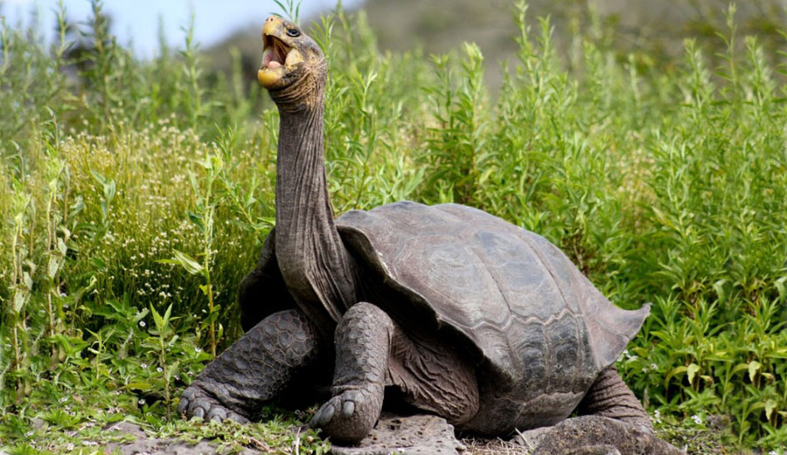 Giant tortoise on Pinzon Island, Galapagos. Rory Stansbury, Island Conservation/Flickr, CC BY-NC-ND