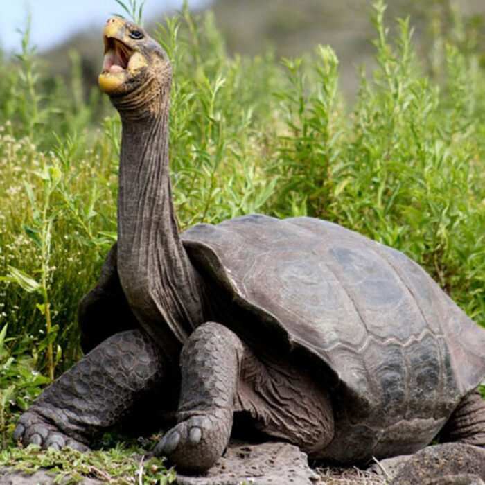 Giant tortoise on Pinzon Island, Galapagos. Rory Stansbury, Island Conservation/Flickr, CC BY-NC-ND