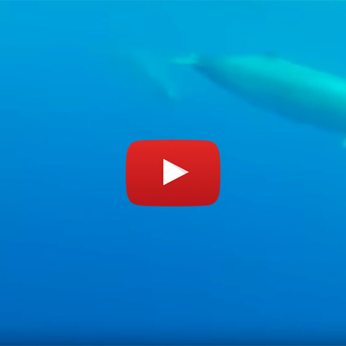 Trues Beaked Whale
