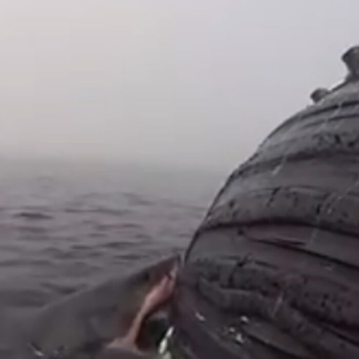 This giant great white shark is eating itself silly off of Oceanside.