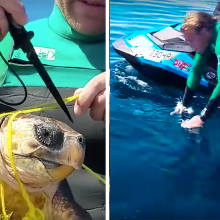 When Bryce Trevett decided to pick a balloon out of the ocean, he discovered that it was a sea turtle wrapped in garbage.