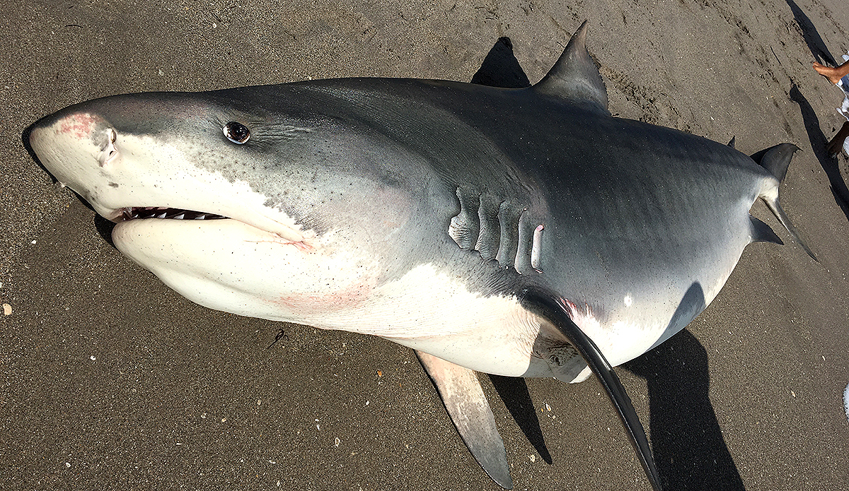 I Found This Tiger Shark Washed Up on a Florida Beach | The Inertia, image size:1200x695