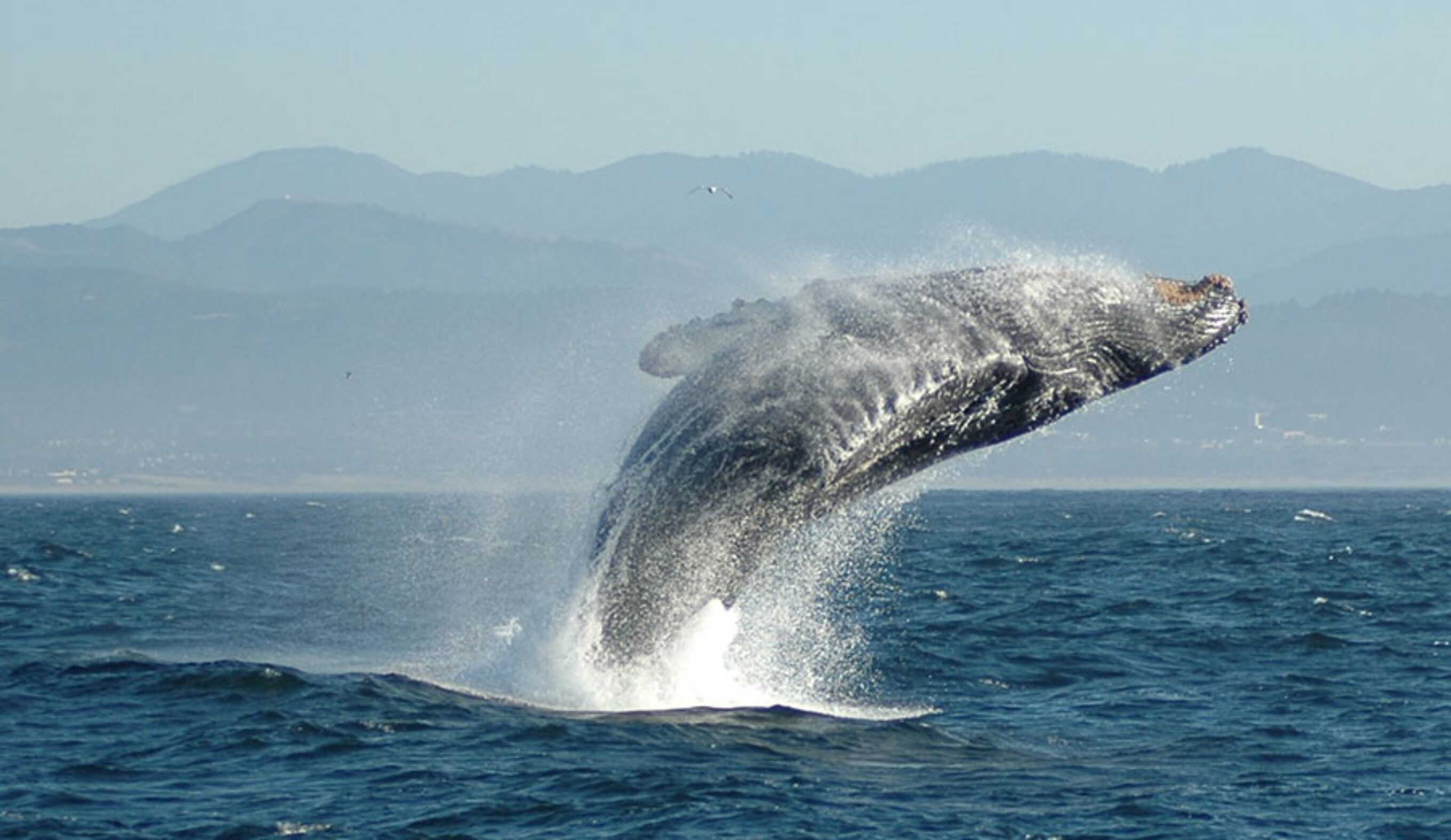 A humpback whale breaching. Photo: Wikimedia Commons